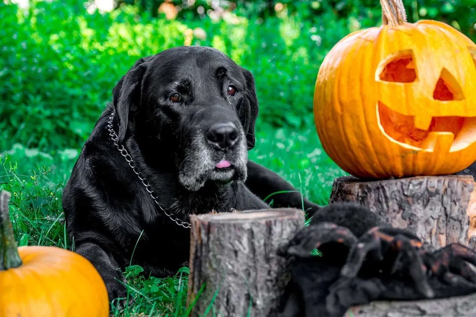 Labrador noir au museau grisonnant couché dans l’herbe près de citrouilles, dont une sculptée pour Halloween