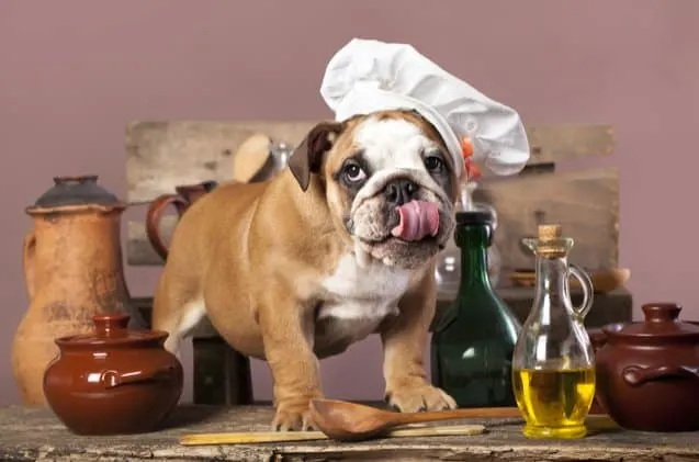 Un bouledogue anglais coiffé d'une toque de chef se lèche les babines devant des pots en terre cuite et une carafe d'huile