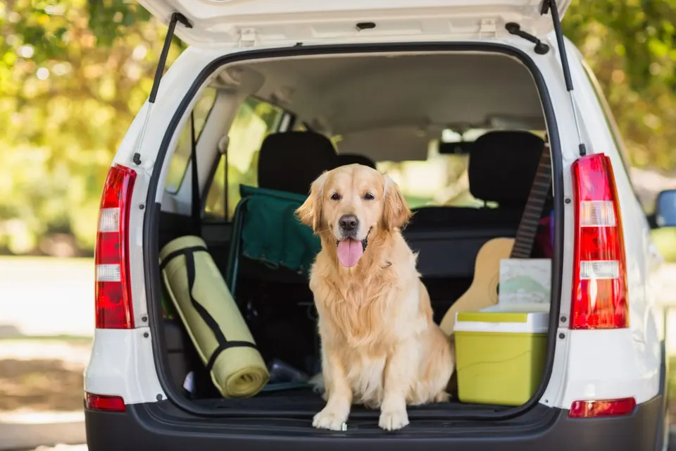 Un golden retriever assis dans le coffre ouvert d'une voiture blanche, entre un tapis de sol roulé et une glacière