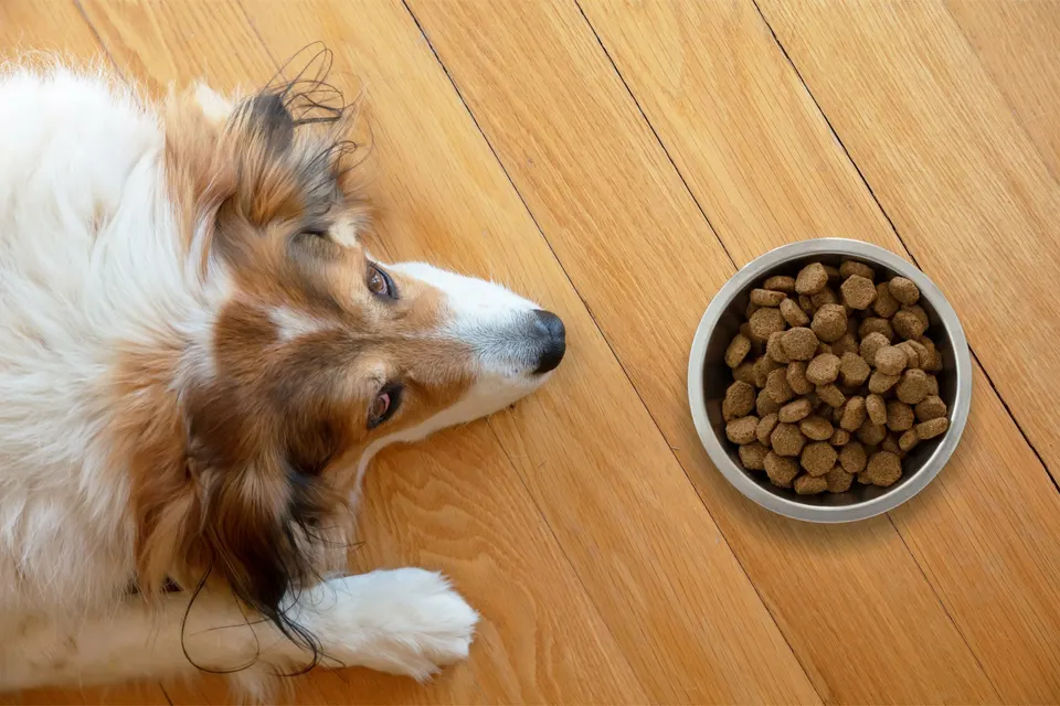 Un chien au poil long allongé sur un parquet, à côté d'une gamelle de croquettes