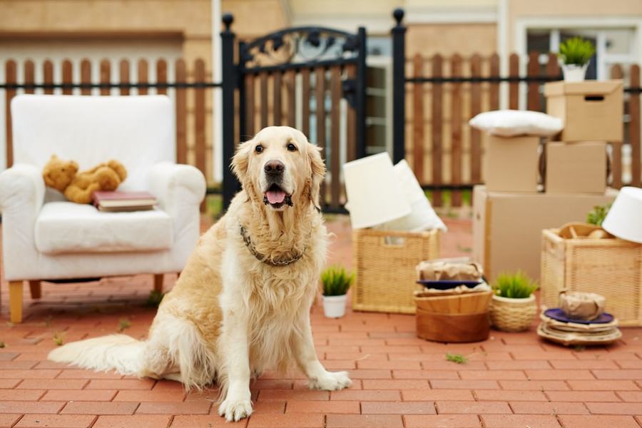 6 conseils pour louer une maison avec votre chien Petohaku